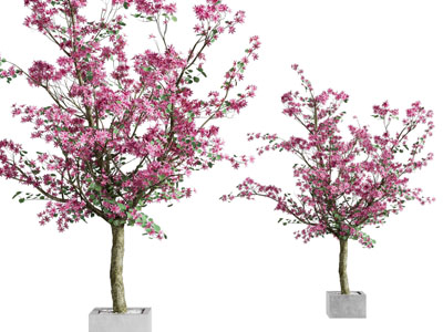 现代开满花朵的景观树木