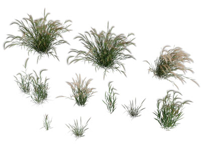 现代狗尾巴花草植物