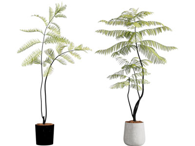 现代花盆盆栽植物