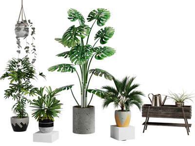 现代花盆盆栽植物