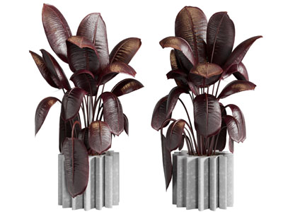 现代花盆盆栽植物