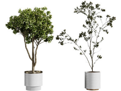 现代花盆盆栽植物