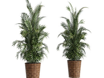 现代藤编花盆盆栽植物