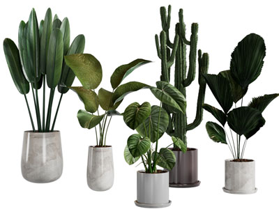 现代花盆盆栽植物