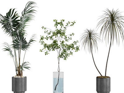 现代花盆盆栽植物