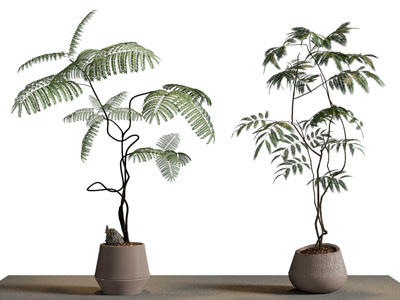 现代花盆盆栽植物