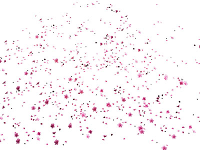 现代飘落的粉红色花瓣