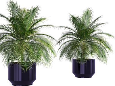 现代花盆盆栽植物