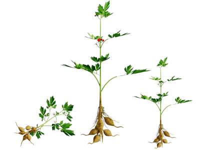 现代植物根茎叶天冬草药