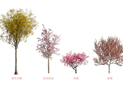 现代花树 景观树木
