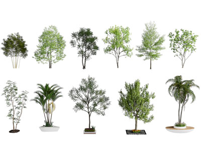 现代景观园林树木