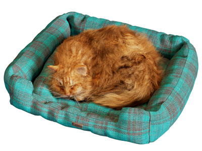 现代睡觉的猫咪