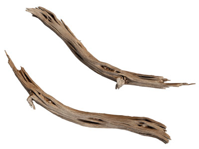 现代枯木段 木材