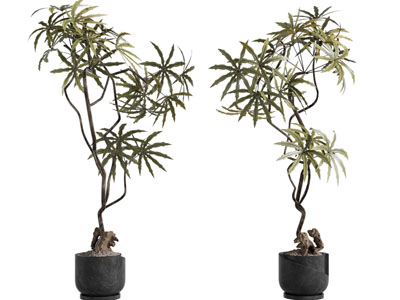 现代花盆盆栽植物