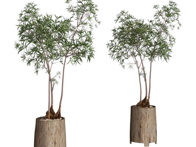 现代树桩花盆盆栽植物