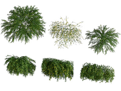 现代灌木丛植物