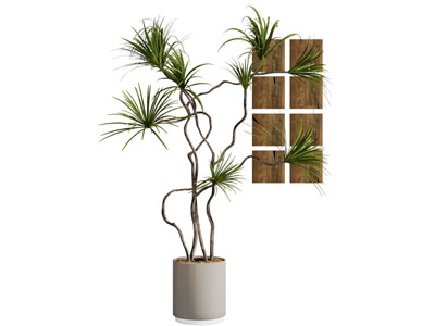 现代花盆盆栽植物