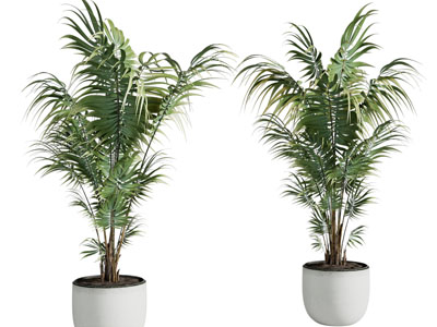 现代花盆盆栽植物