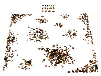 现代枯黄的树叶