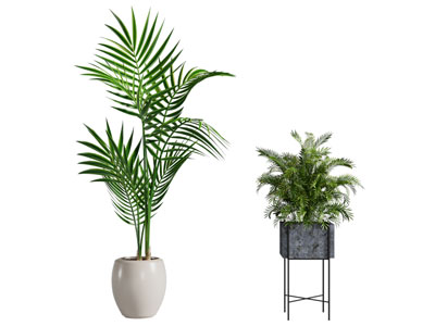 现代花盆盆栽植物