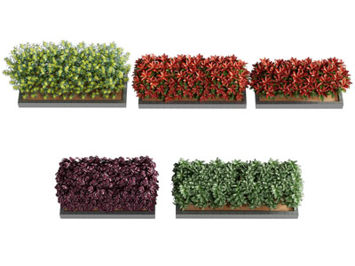 现代花盆花草盆栽植物