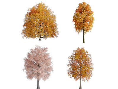 现代秋天黄树叶的大树