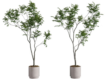 现代花盆盆栽植物