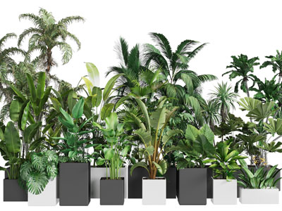 现代黑色方形花盆盆栽植物