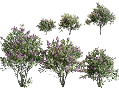 现代花树 景观树木