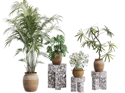 现代花盆盆栽植物