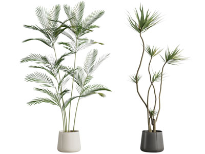 现代花盆盆栽植物