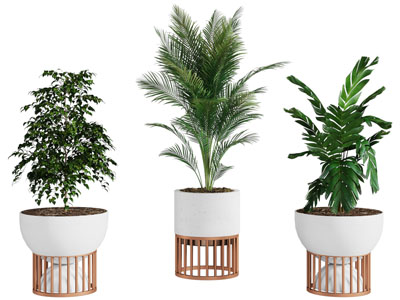 现代花盆盆栽植物