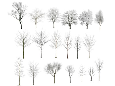 现代冬天落光树叶的树木