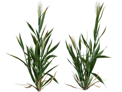 现代麦子 麦穗 庄稼植物