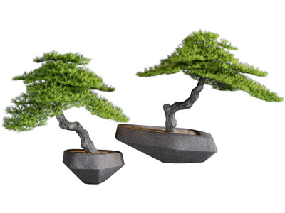 新中式松树盆景盆栽植物