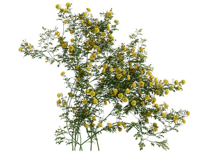 现代开满黄色花朵的花卉植物