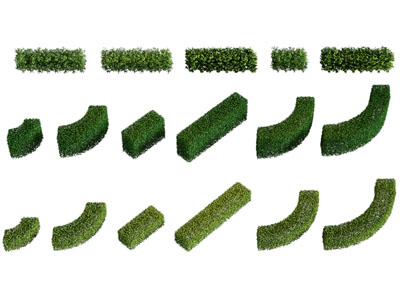 现代景观灌木植物丛