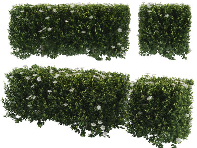 现代长方形景观灌木丛植物