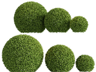 现代景观球形灌木植物丛