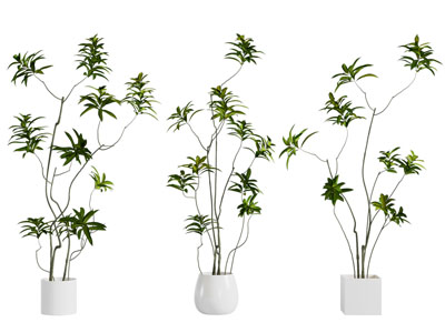 现代花盆盆栽植物