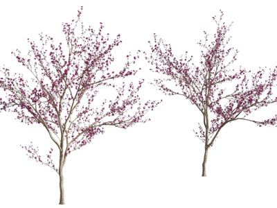 现代开满花朵的景观树木