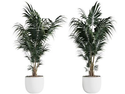 现代花盆盆栽植物