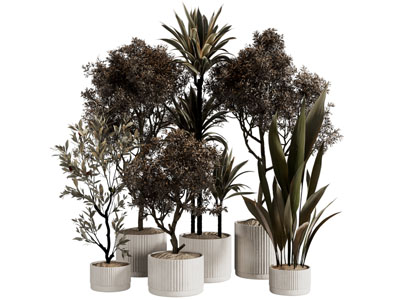 现代花盆盆栽植物