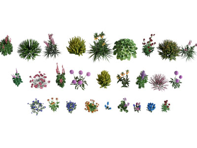 现代花草花卉植物