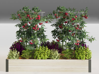 现代木质花箱西红柿盆栽蔬菜植物