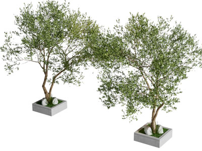 现代花坛 景观树木