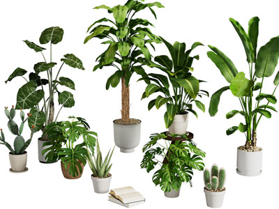 现代花盆盆栽植物