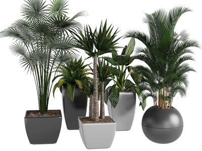 现代花盆盆栽植物