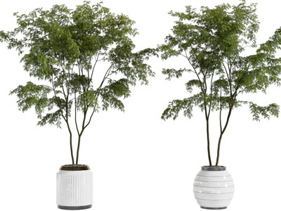 现代花盆盆栽植物