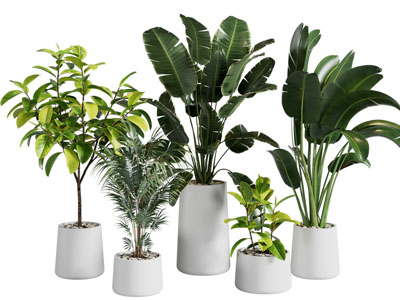 现代花盆盆栽植物